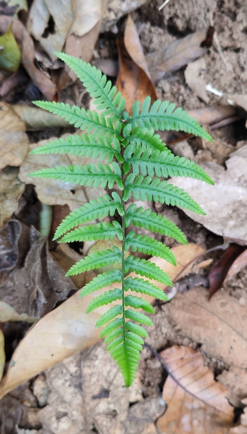 Athyrium dissitifolium photo 4