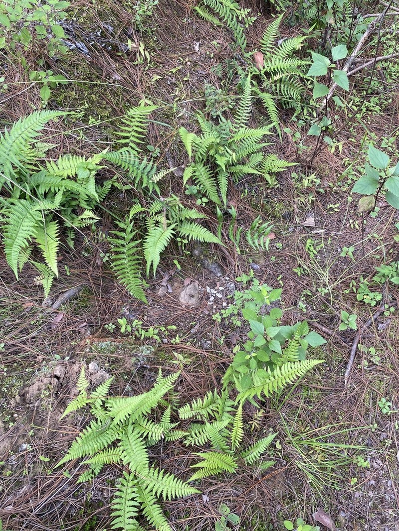 Athyrium dissitifolium photo 5