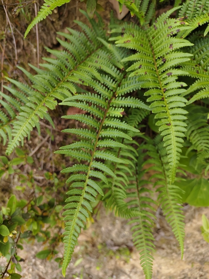 Athyrium dissitifolium photo 6