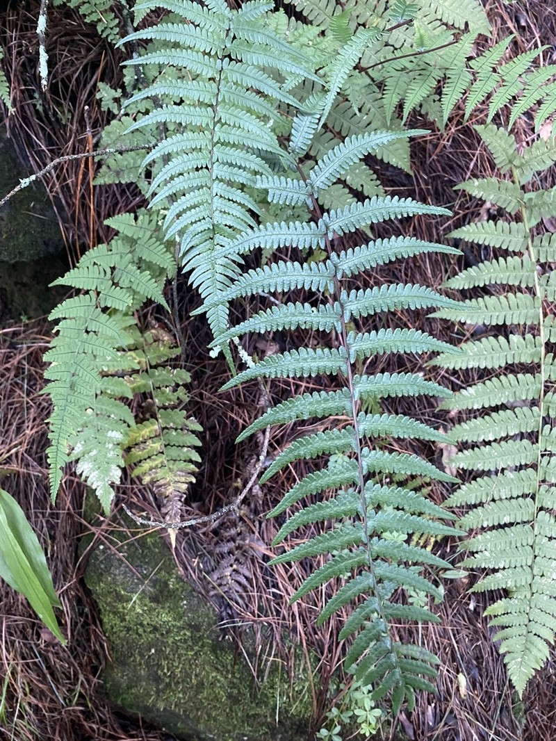 Athyrium dissitifolium photo 7