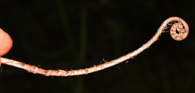 Athyrium dissitifolium photo 8