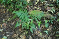 Athyrium distans