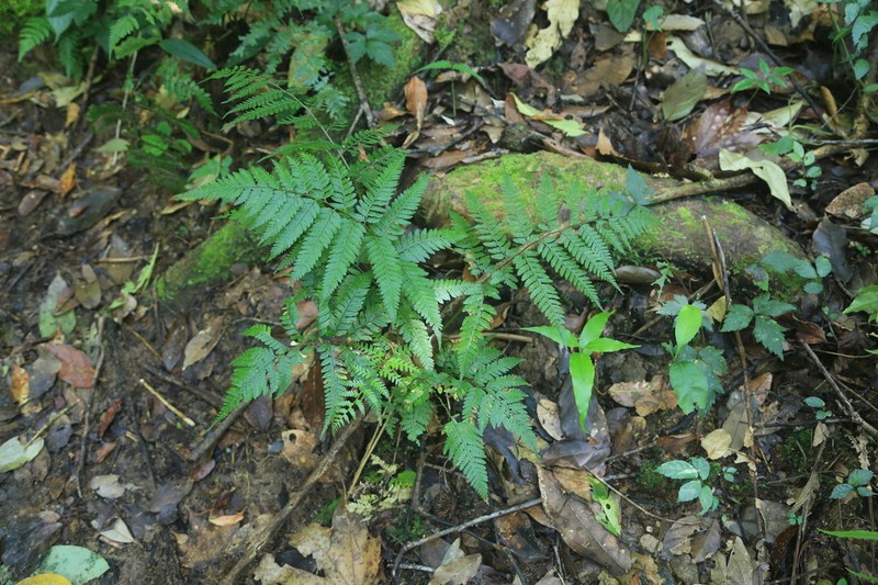 Athyrium distans