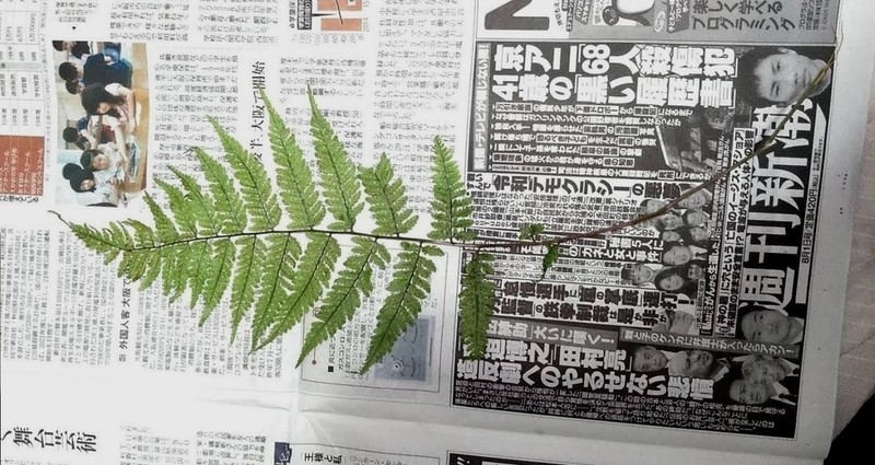 Athyrium distans photo 2