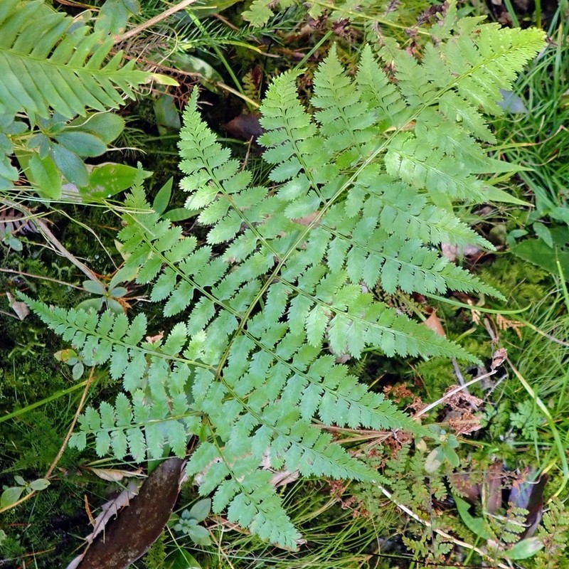 Athyrium distans photo 3