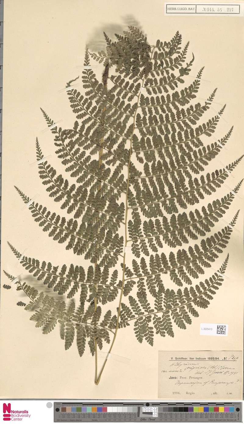 Athyrium distans photo 5