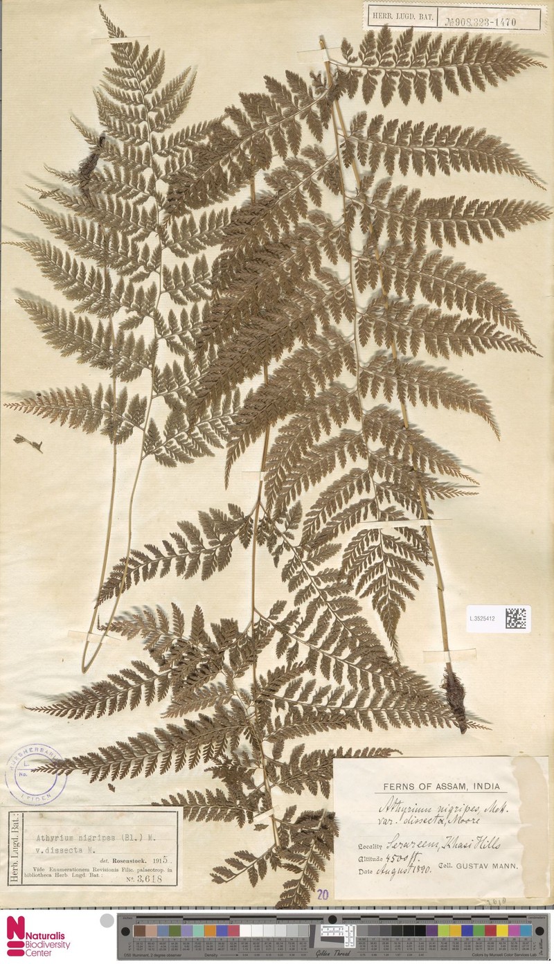 Athyrium distans photo 6