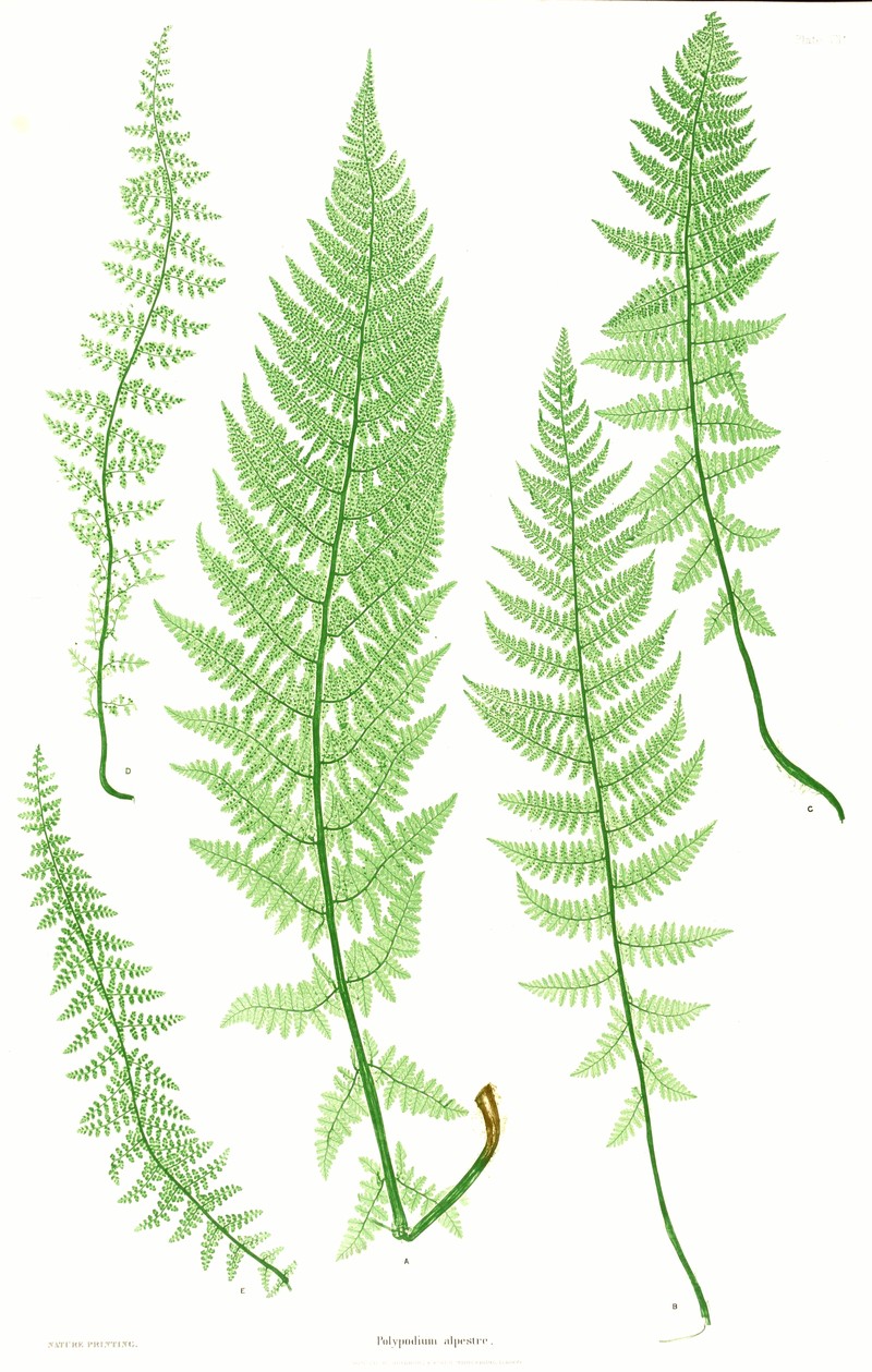 Athyrium distentifolium