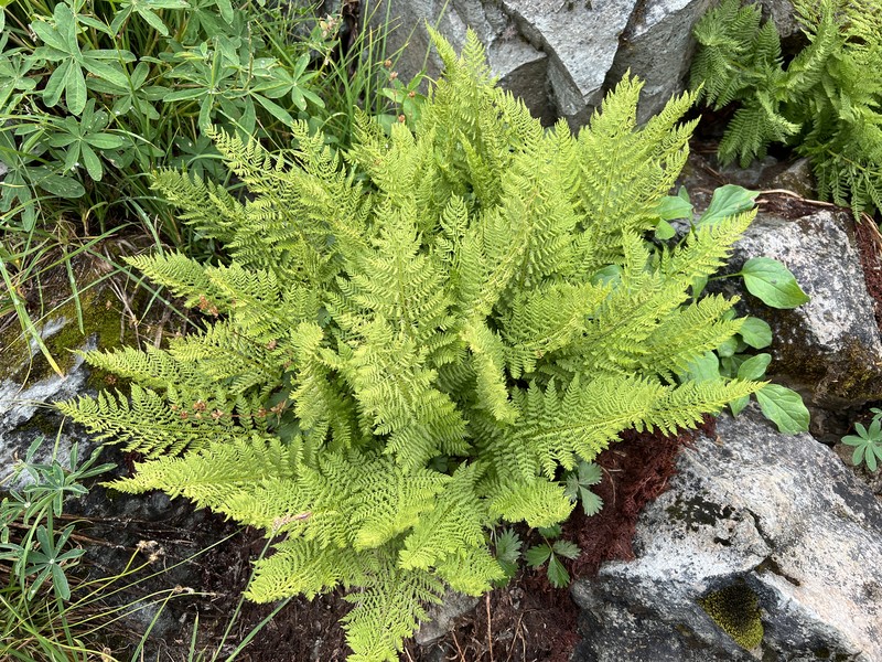 Athyrium distentifolium photo 2