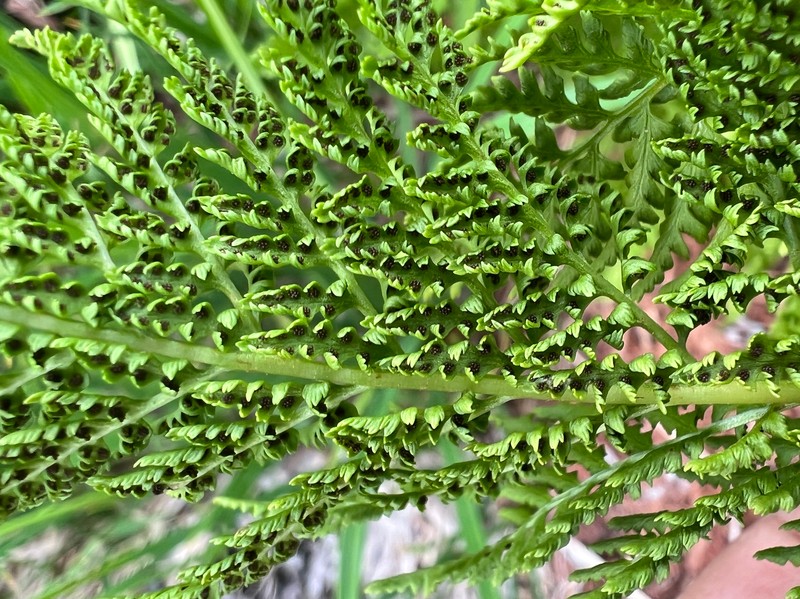 Athyrium distentifolium photo 3