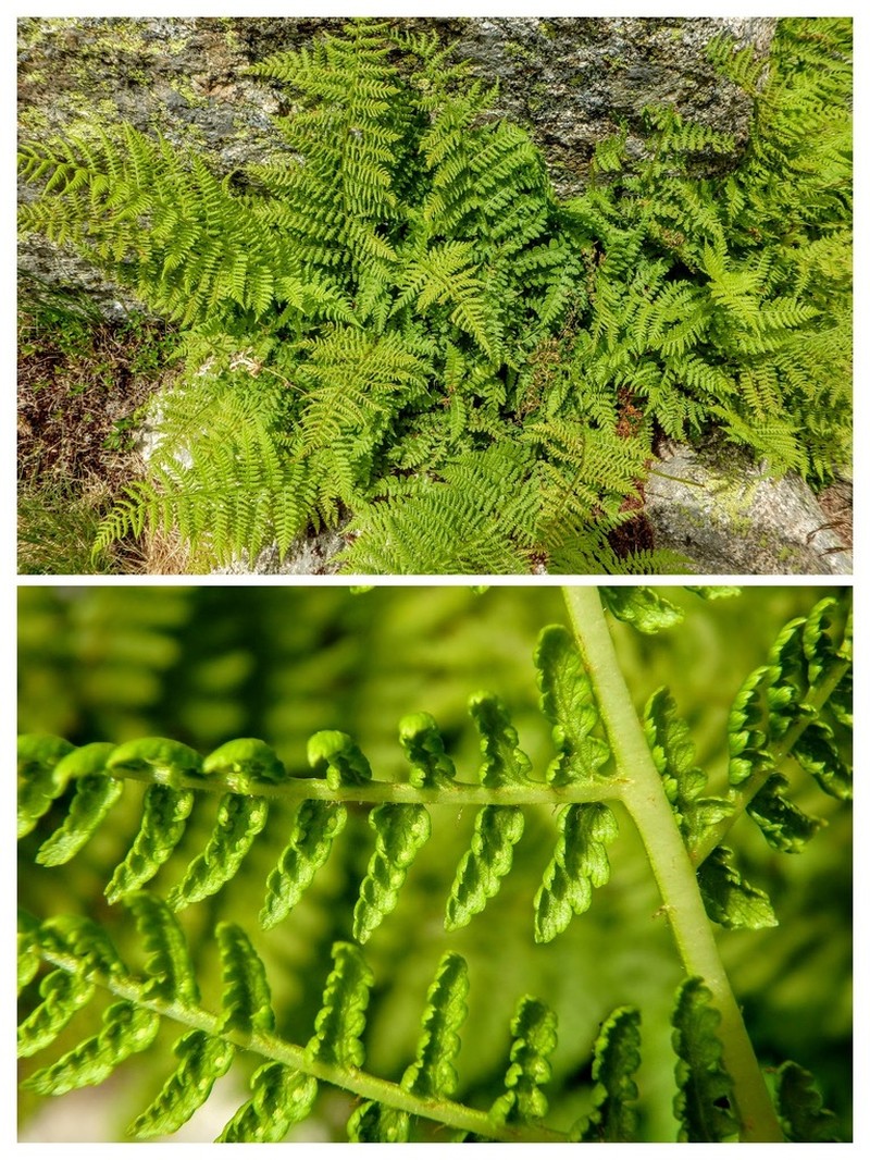 Athyrium distentifolium photo 4