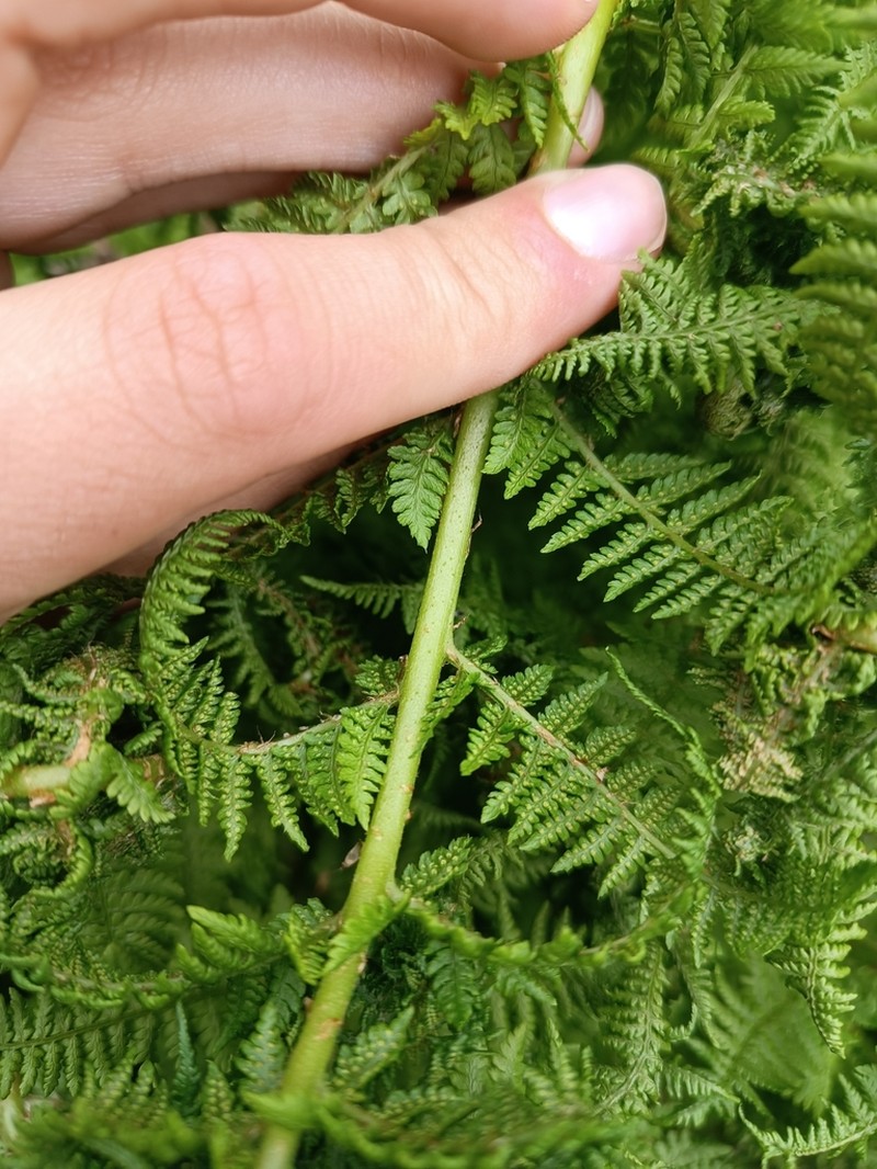 Athyrium distentifolium photo 5