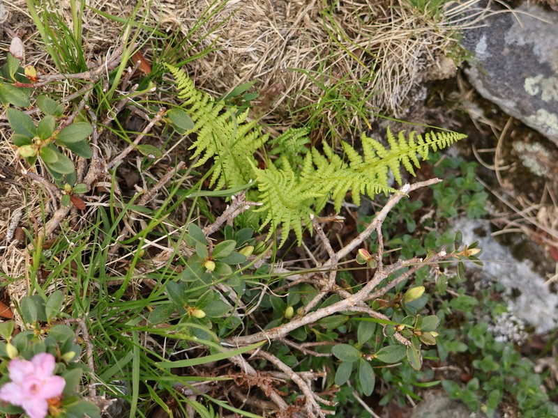 Athyrium distentifolium photo 6