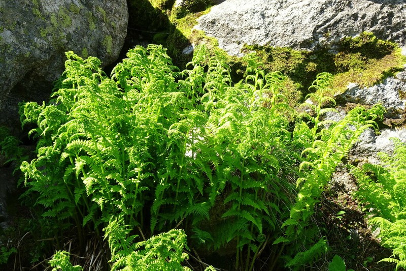 Athyrium distentifolium photo 7