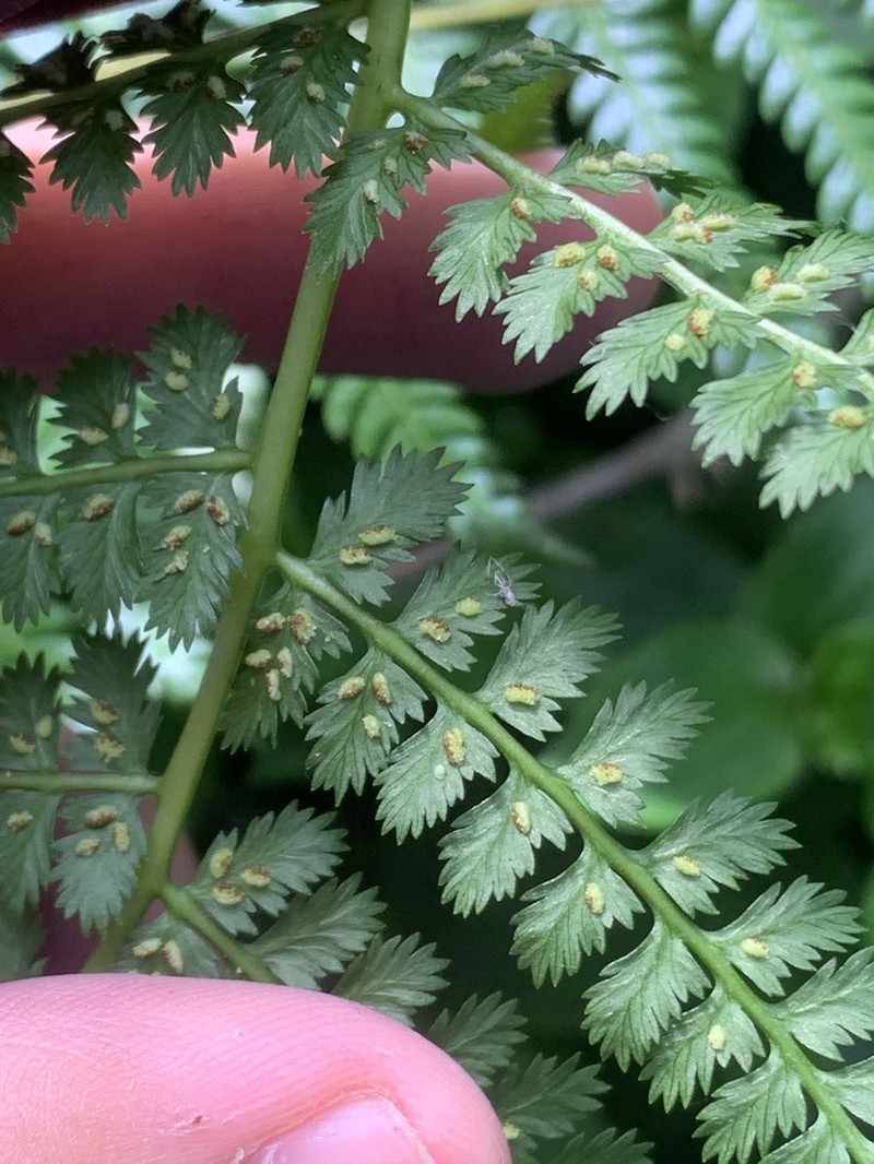 Athyrium dombeyi