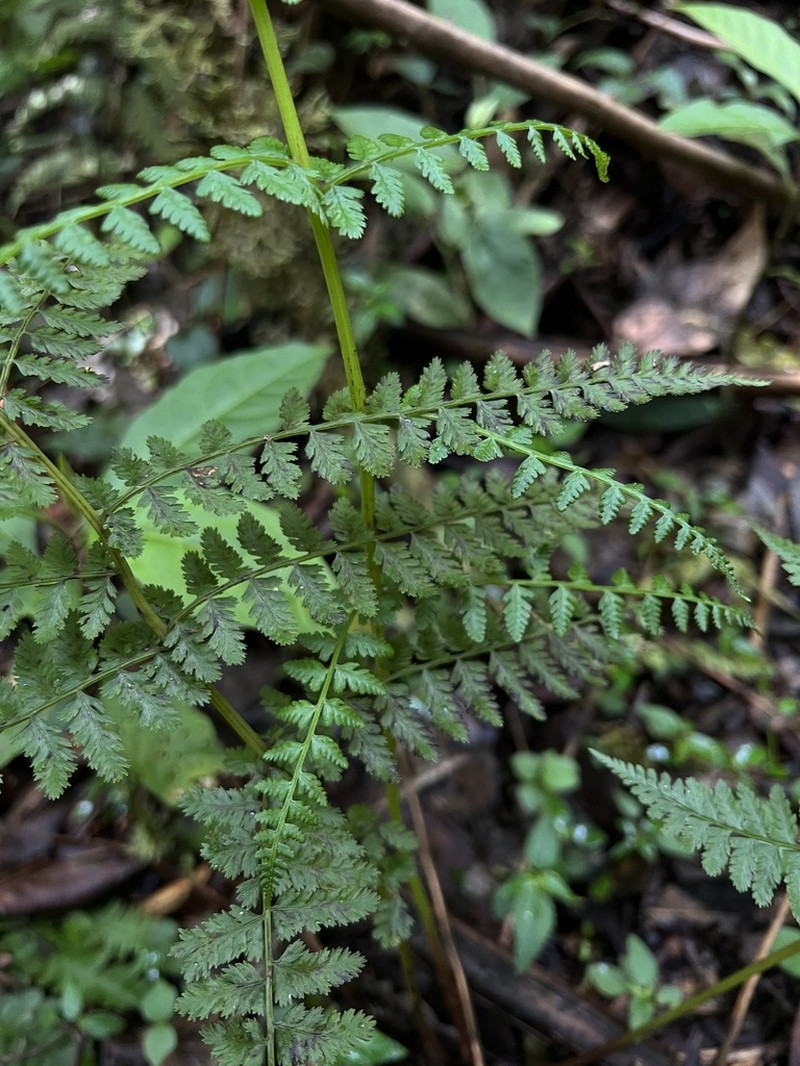 Athyrium dombeyi photo 3