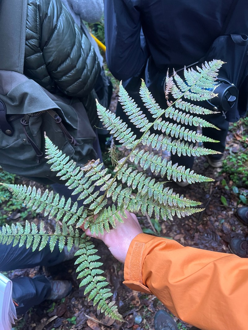 Athyrium dombeyi photo 4
