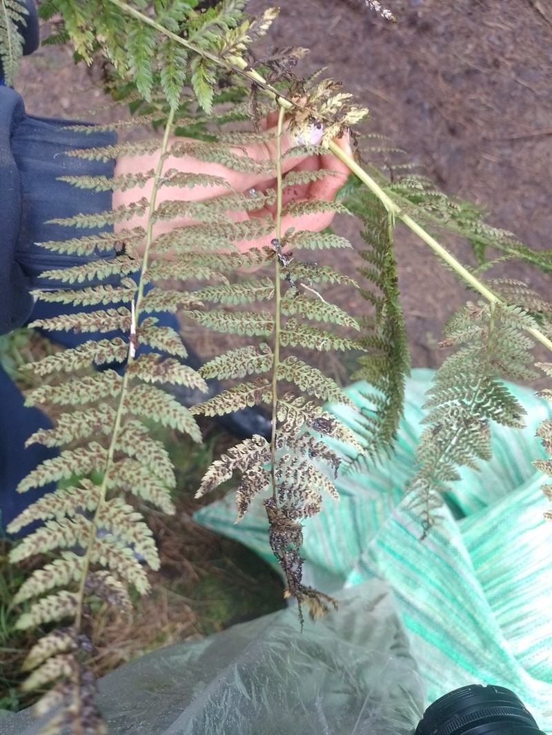 Athyrium dombeyi photo 5