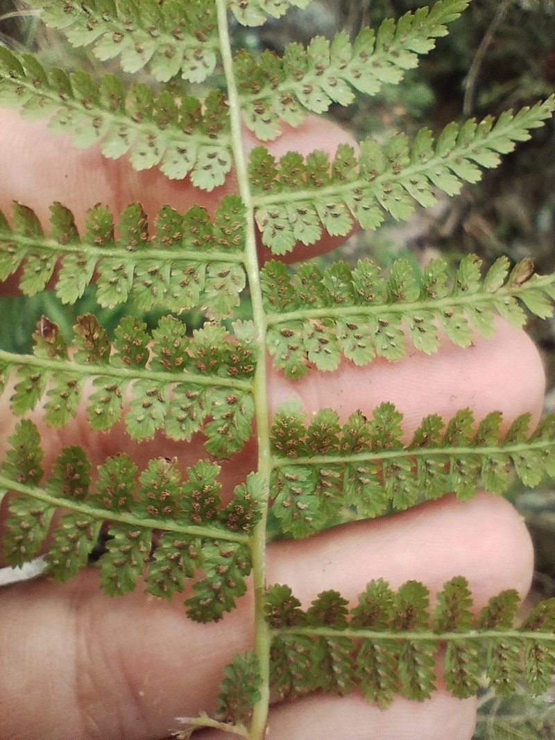 Athyrium dombeyi photo 6