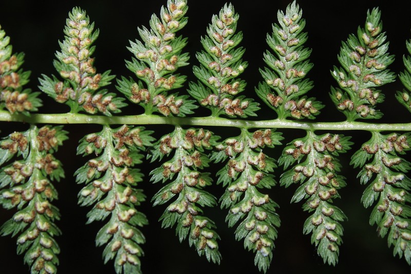 Athyrium dombeyi photo 7