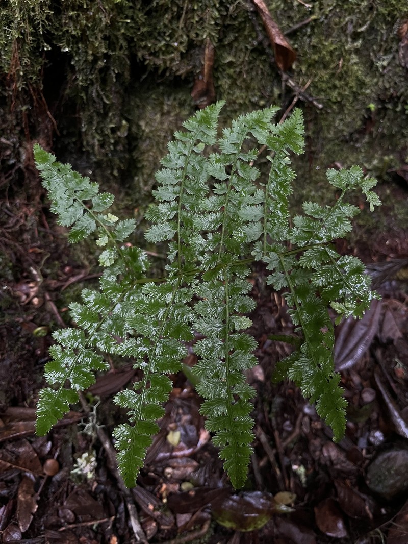 Athyrium dombeyi photo 8