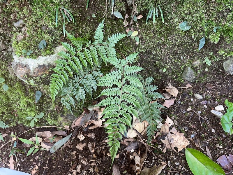 Athyrium drepanopteron