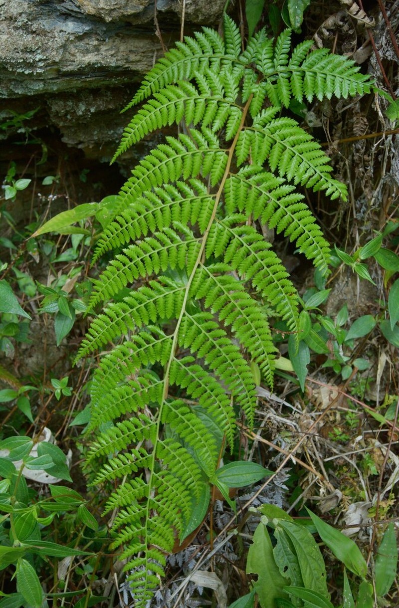 Athyrium drepanopteron photo 2