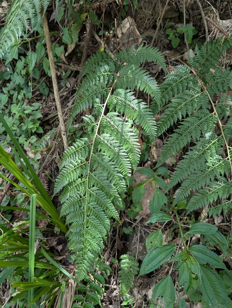 Athyrium drepanopteron photo 3