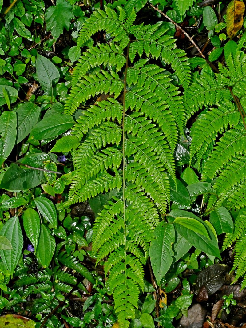 Athyrium drepanopteron photo 4