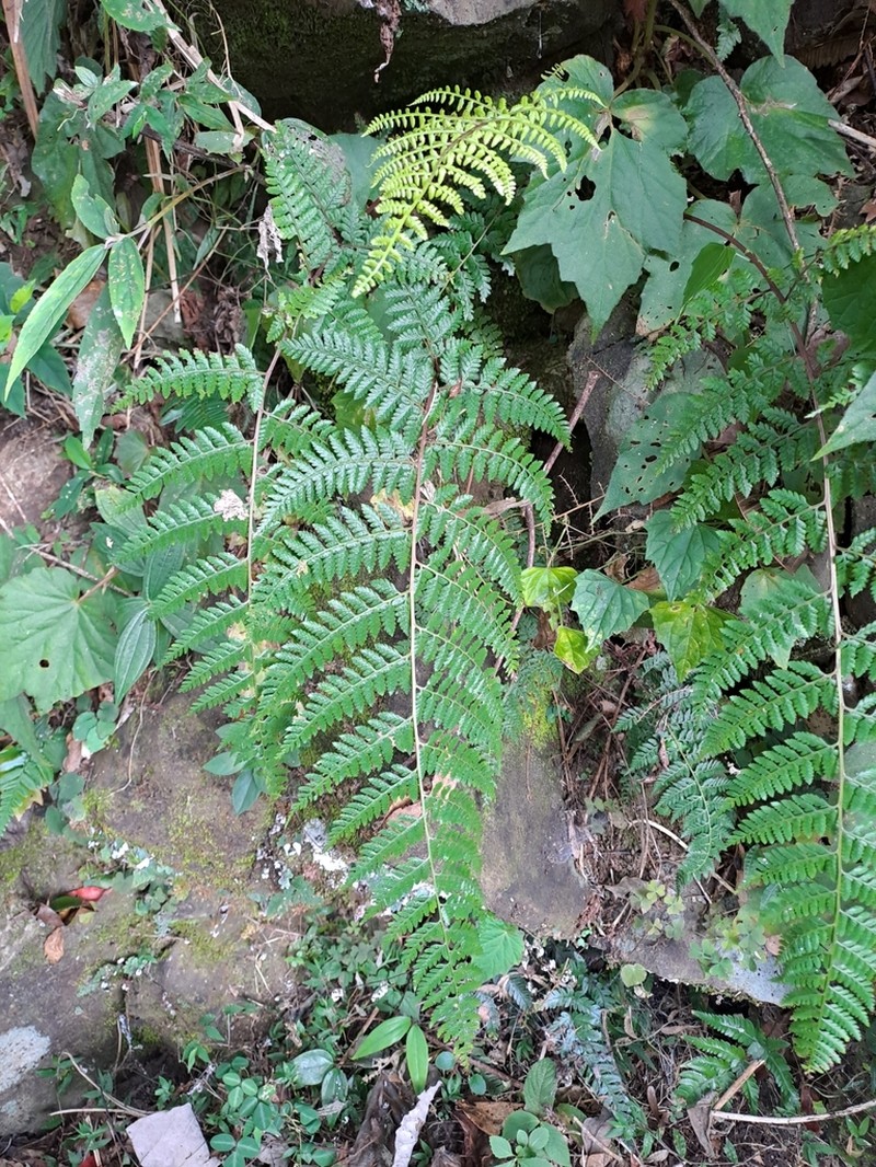 Athyrium drepanopteron photo 5