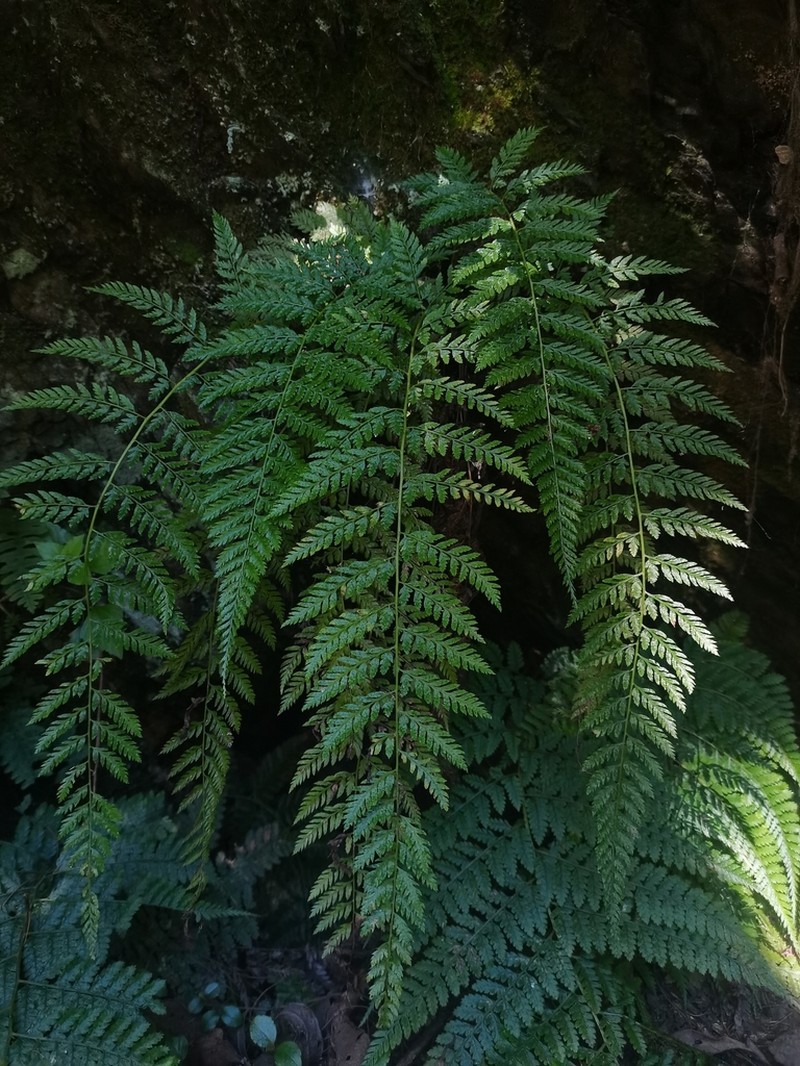 Athyrium drepanopteron photo 6