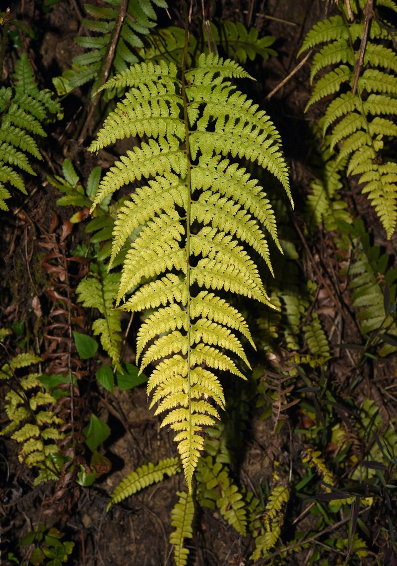 Athyrium drepanopteron photo 7