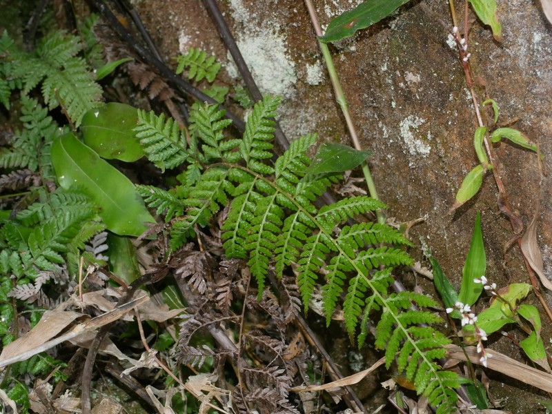 Athyrium drepanopteron photo 8