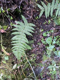 Athyrium dubium