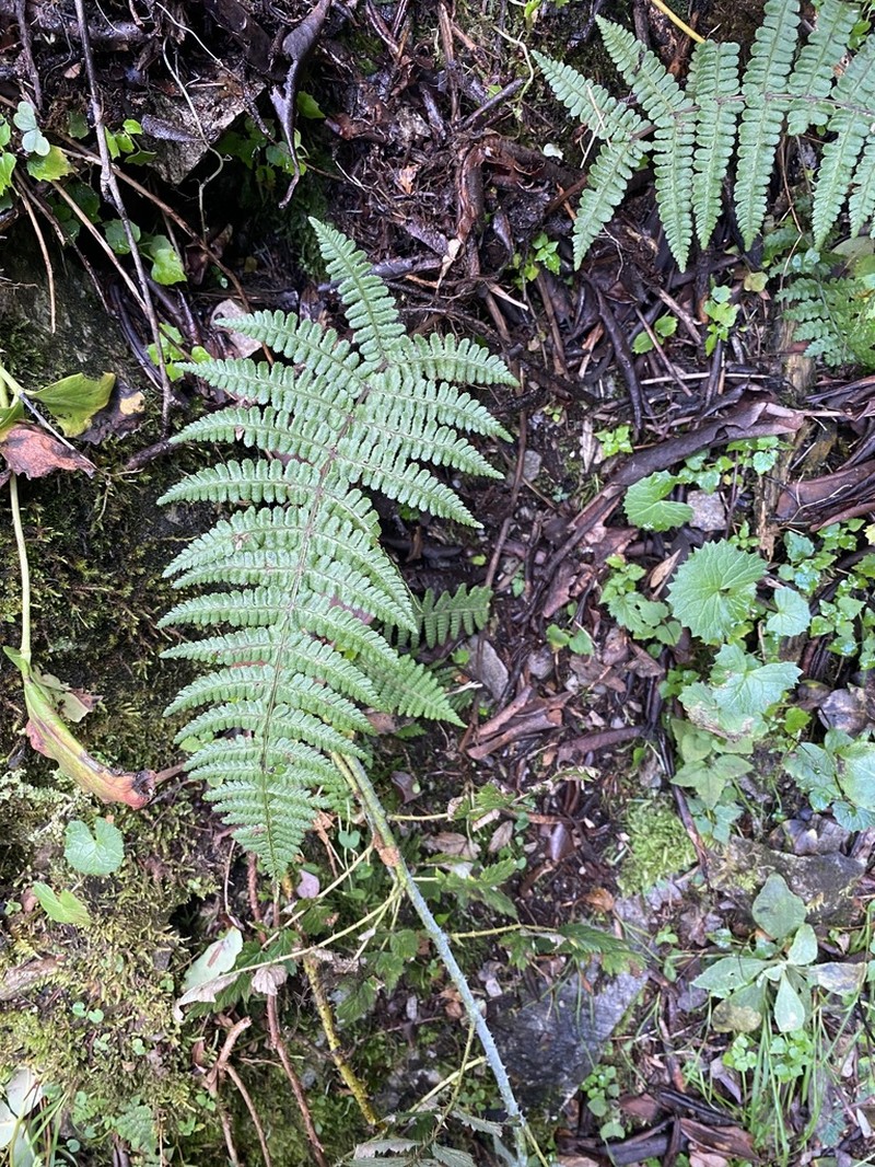 Athyrium dubium