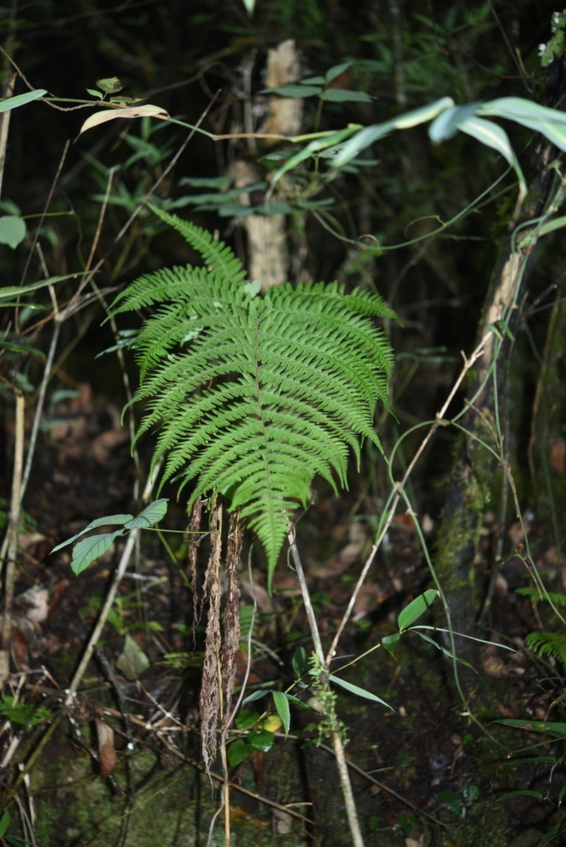 Athyrium dubium photo 2