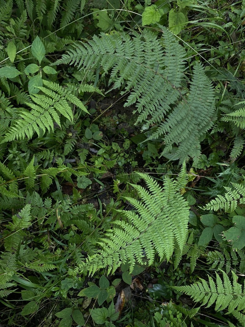 Athyrium dubium photo 3