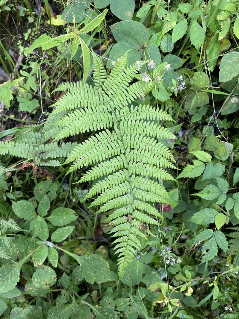 Athyrium dubium photo 4