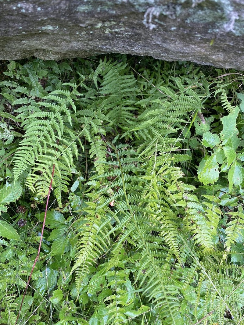 Athyrium dubium photo 5