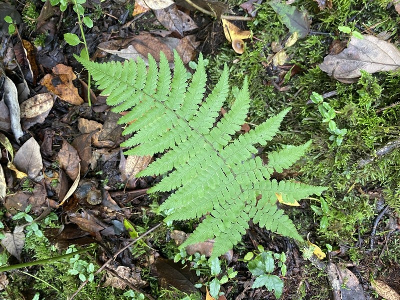 Athyrium dubium photo 6