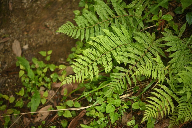 Athyrium dubium photo 7
