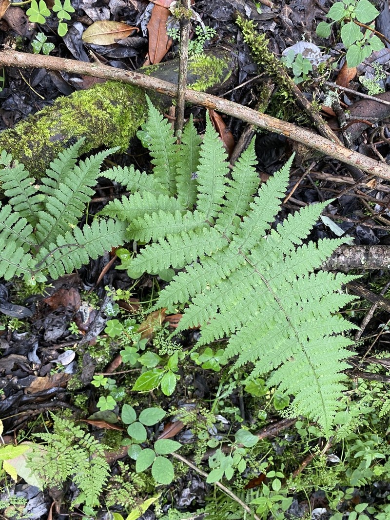 Athyrium dubium photo 8