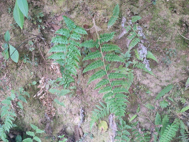 Athyrium eburneum