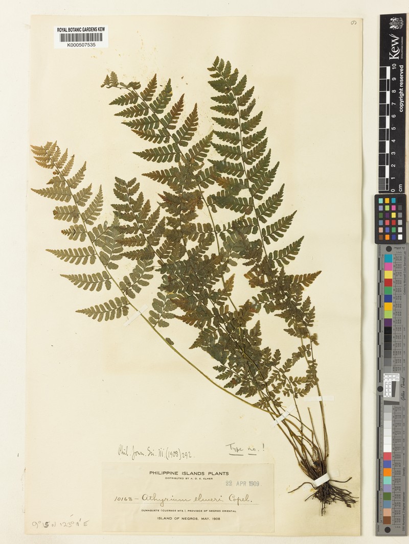 Athyrium elmeri photo 2