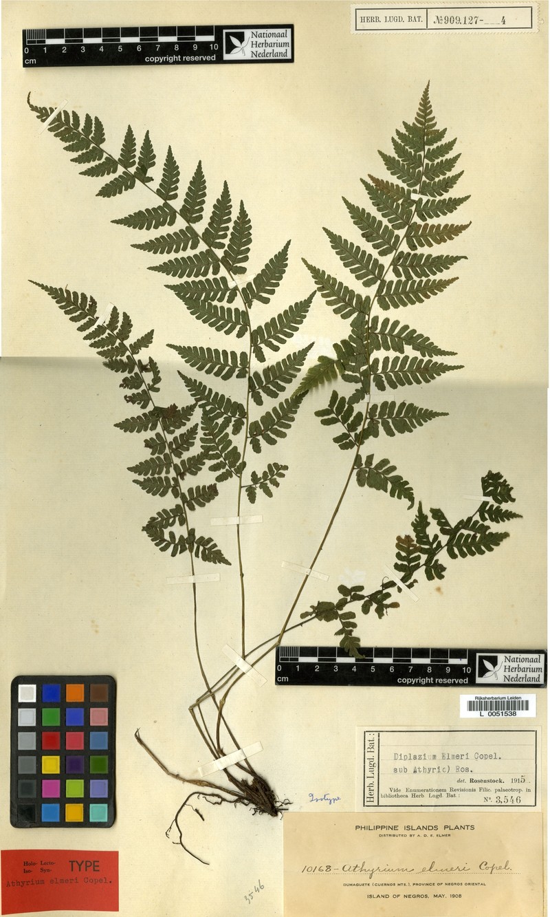 Athyrium elmeri photo 3