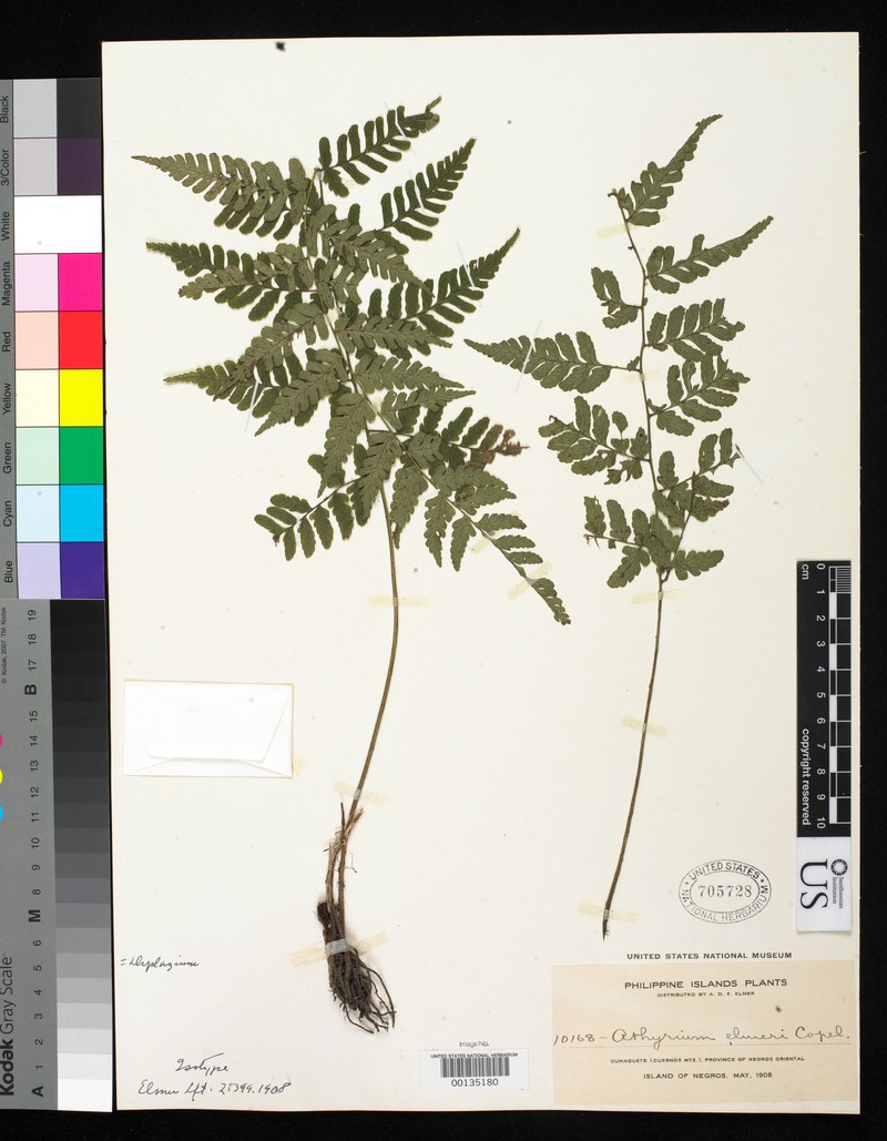 Athyrium elmeri