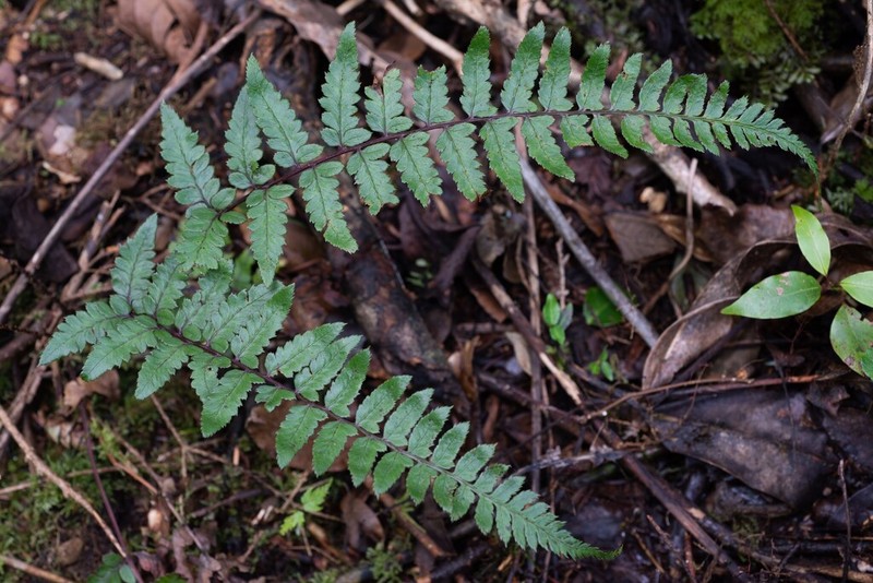 Athyrium epirachis
