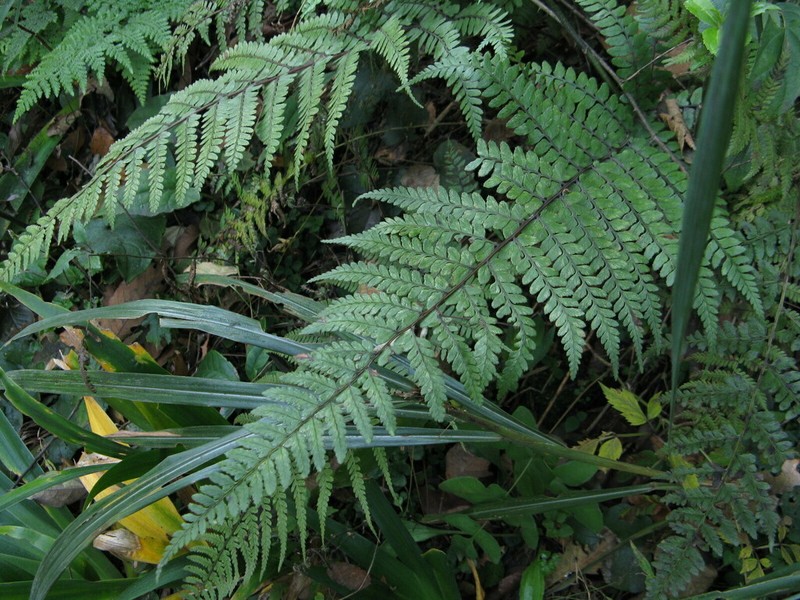 Athyrium epirachis photo 2