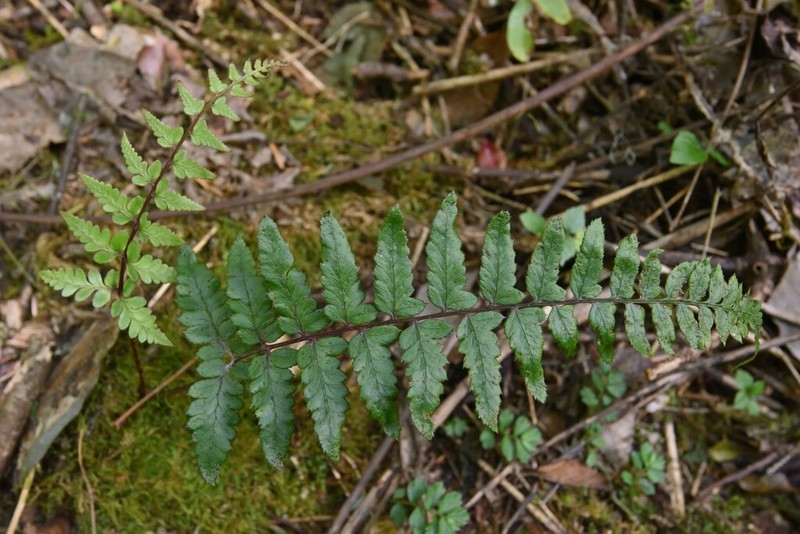 Athyrium epirachis photo 3