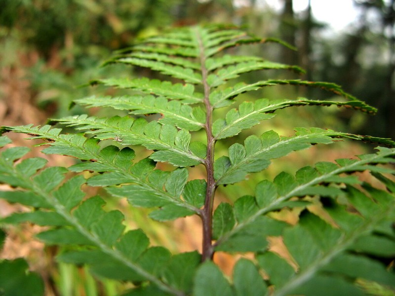 Athyrium epirachis photo 4